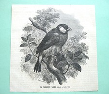 stampa antica print engraving FRISONE PADDA LOXIA ORYZIVORA UCCELLI 1868 