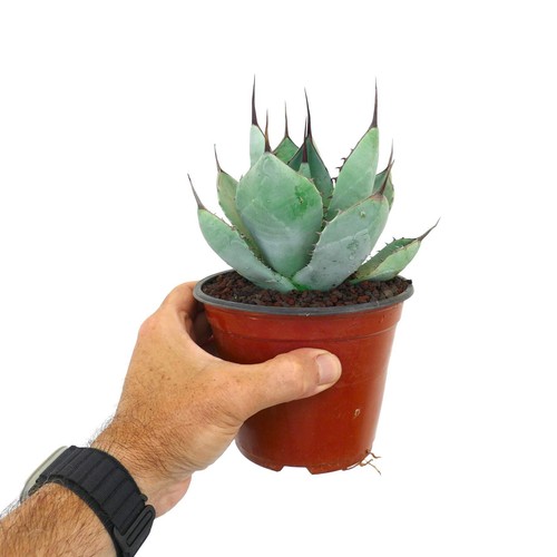Agave parryi blue huntington