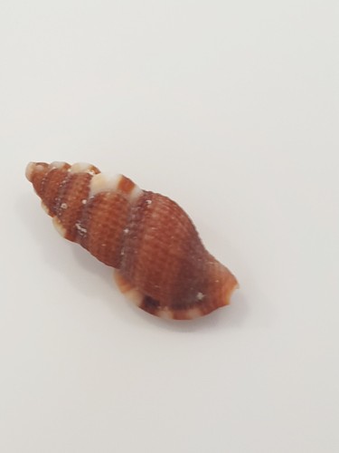 Tritia reticulata rare - reticulata,