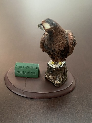 Aquila reale altezza cm - aquila,