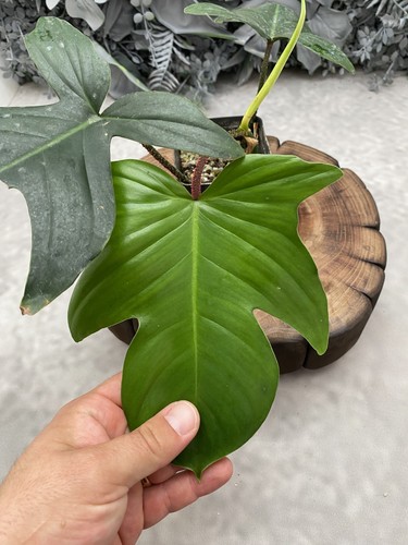 Philodendron squamiferum - squamiferum, x
