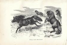 Stampa antica CAVALLI PONY DELLE SHETLAND 1896 Old antique print