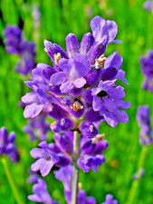 ENGLISH LAVENDER 100 SEEDS