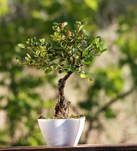 Prebonsai cotoneaster - prebonsai,