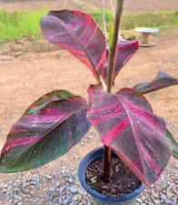 Piantine Banana Musa Nono Rosa