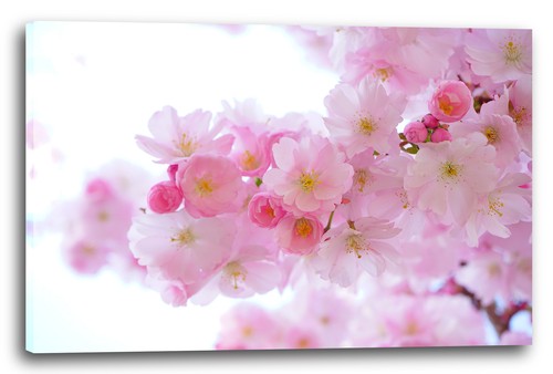 Tela cornice fiori rami - tela/cornice,