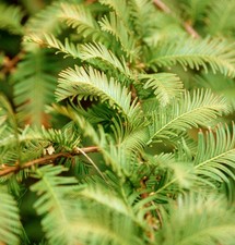 Sequoia primordiale legno