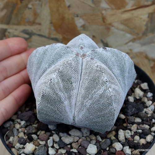 Astrophytum myriostigma onzuka