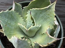 Agave ovatifolia piantina