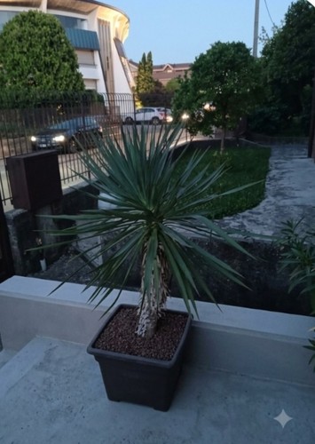 Yucca pianta da esterno - ,