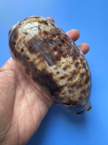 134 cypraea - |,