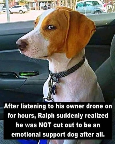 Funny beagle magnete - beagle,