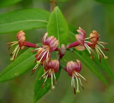 Lonicera henryi | Henry's honeysuckle | Evergreen honeysuckle -  - Caprifoglio d