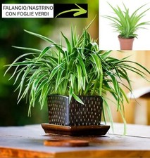 Falangio Nastrino - Vera