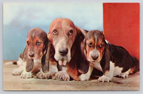 Cartolina basset hound cani - cartolina,