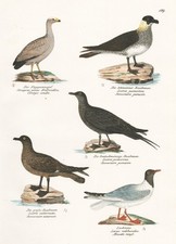 Larus Gabbiani Gabbiano