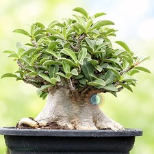 CORONA D'ORO Adenium Obesum