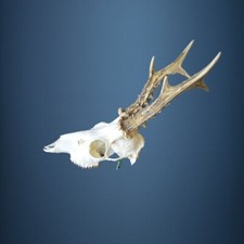 062CA Trofeo di capriolo 321g