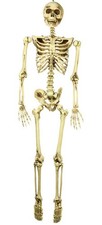 Scheletro appendibile snodato