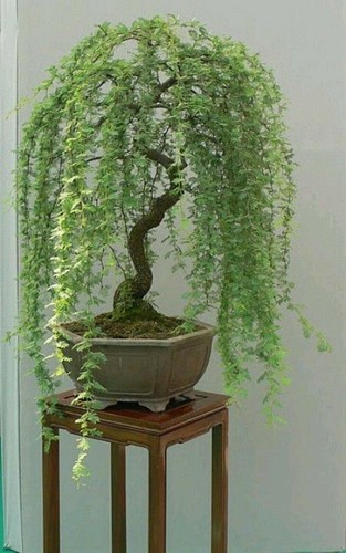 Bonsai green weeping willow - green,
