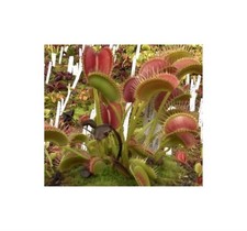 5 semi trappola per mosche di