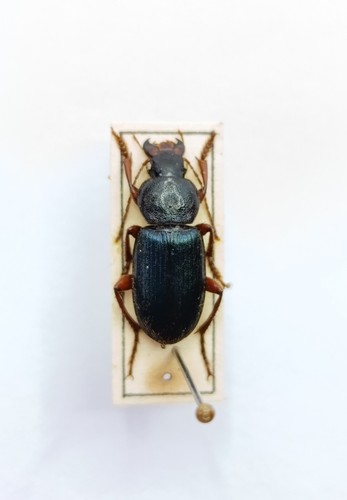 Entomology taxidermy - entomology,