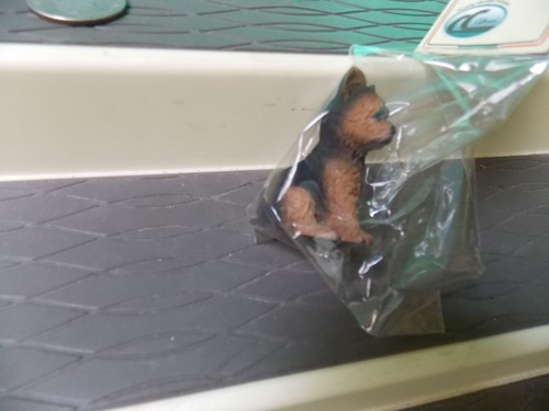 Tiny yorkshire terrier - tiny, dog
