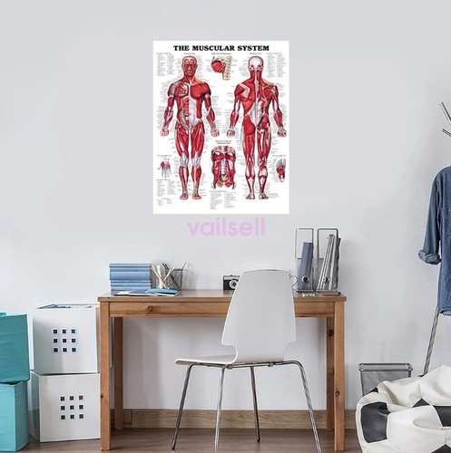 Poster anatomia umana sistema