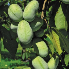 Asimina Triloba Live Plant Paw