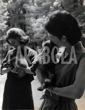 Foto vintage Animali, cuccioli di setter irlandesi, 1962,  stampa 21 x 27 cm