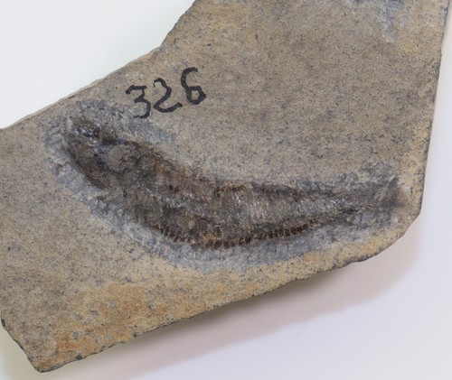 Pesce pholidophoriformes - pesce,,