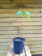 12" - 18" Pawpaw Tree -