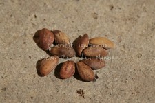 PINO NERO DEL GIAPPONE - PINUS THUNBERGII, 10 SEMI SELEZIONATI