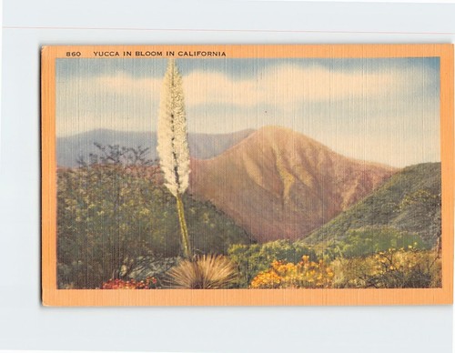 Yucca fiore california - yucca,