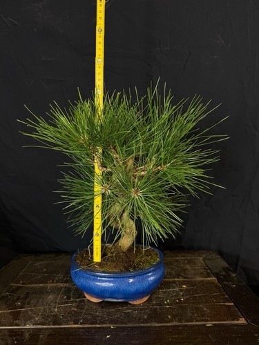 Bonsai pino nero - bonsai, di