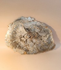 Taxidermy, Cabinet De