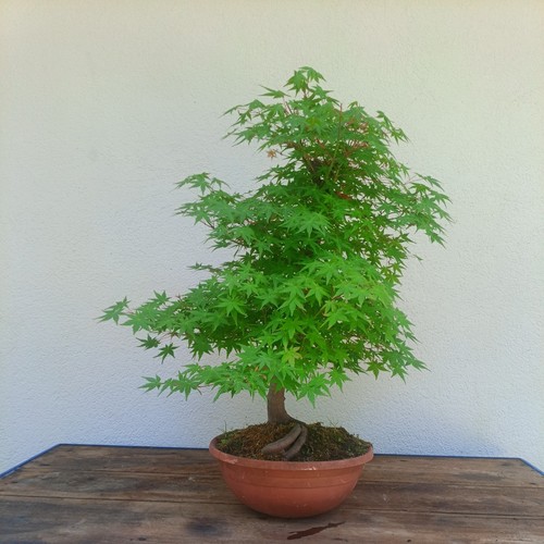 Bonsai acero palmato - acero, momiji