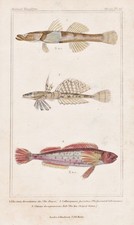 Pesci Banded Dragonet Eleotris