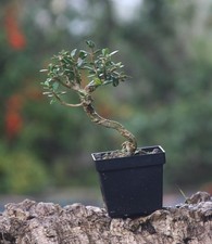 Prebonsai Olivastro