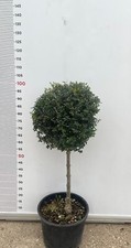 PIANTA DI LIGUSTRUM JONANDDRUM