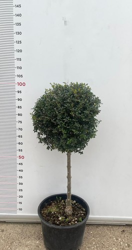 Pianta ligustrum jonanddrum - pianta,