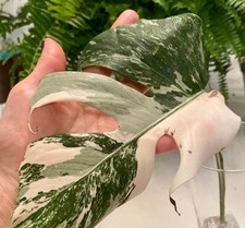 Extra High Variegated Monstera