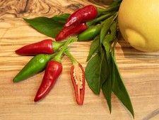 Semi peperoncino guarda - di,