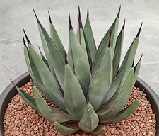 Agave Nigra cm 14/16