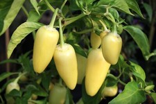 SEMI JALAPENOS WHITE