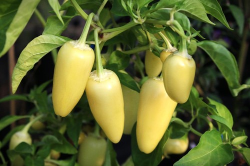 Semi jalapenos white - semi,