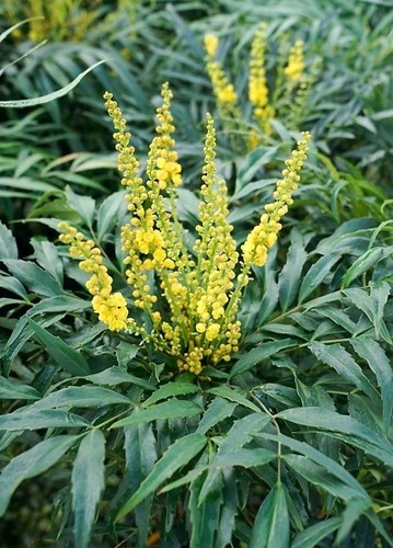 Mahonia sweet winter - sweet,