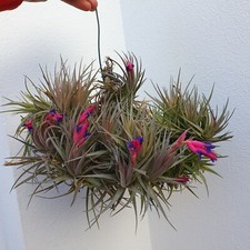 Tillandsia Aeranthos Touffe XL