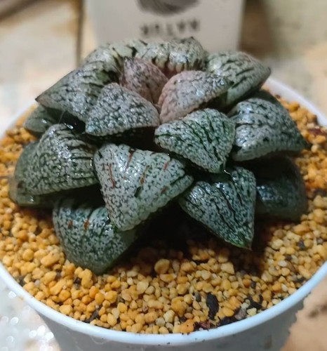 Haworthia pianta succulenta