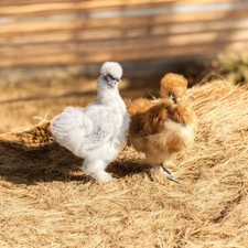 UOVA FERTILI  feconde